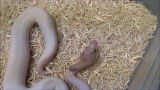 Celebrity 1 2018 Female Cinnamon Banana Piebald Ball Python Net Worth