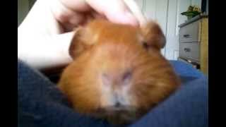 Peanut the Guinea Pig Vibrating!