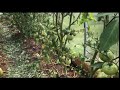 Обильное удаление листьев на томатах