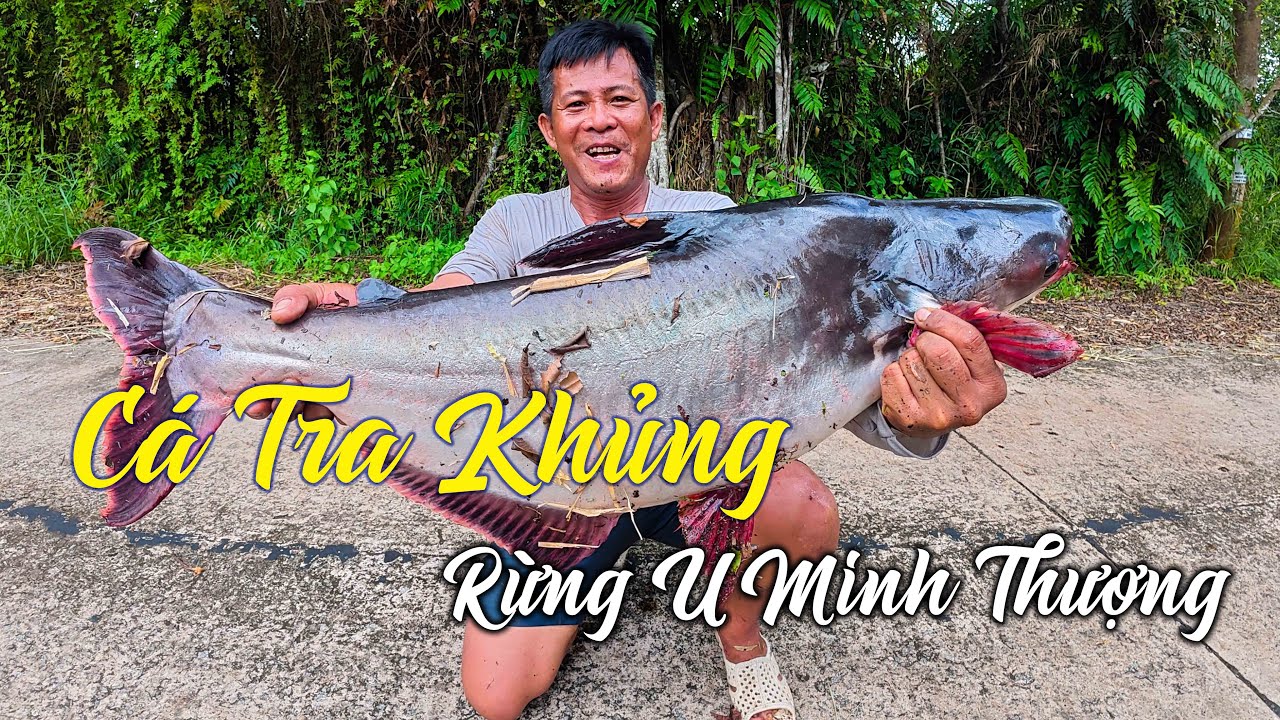 Săn Cá Tra Khủng Rừng U Minh Thượng Về Chòi Kho Tàu, Om Lá Nhàu Lai Rai | Tập 24