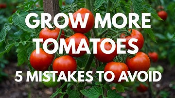5 Mistakes You Must Never Make When Growing Tomatoes