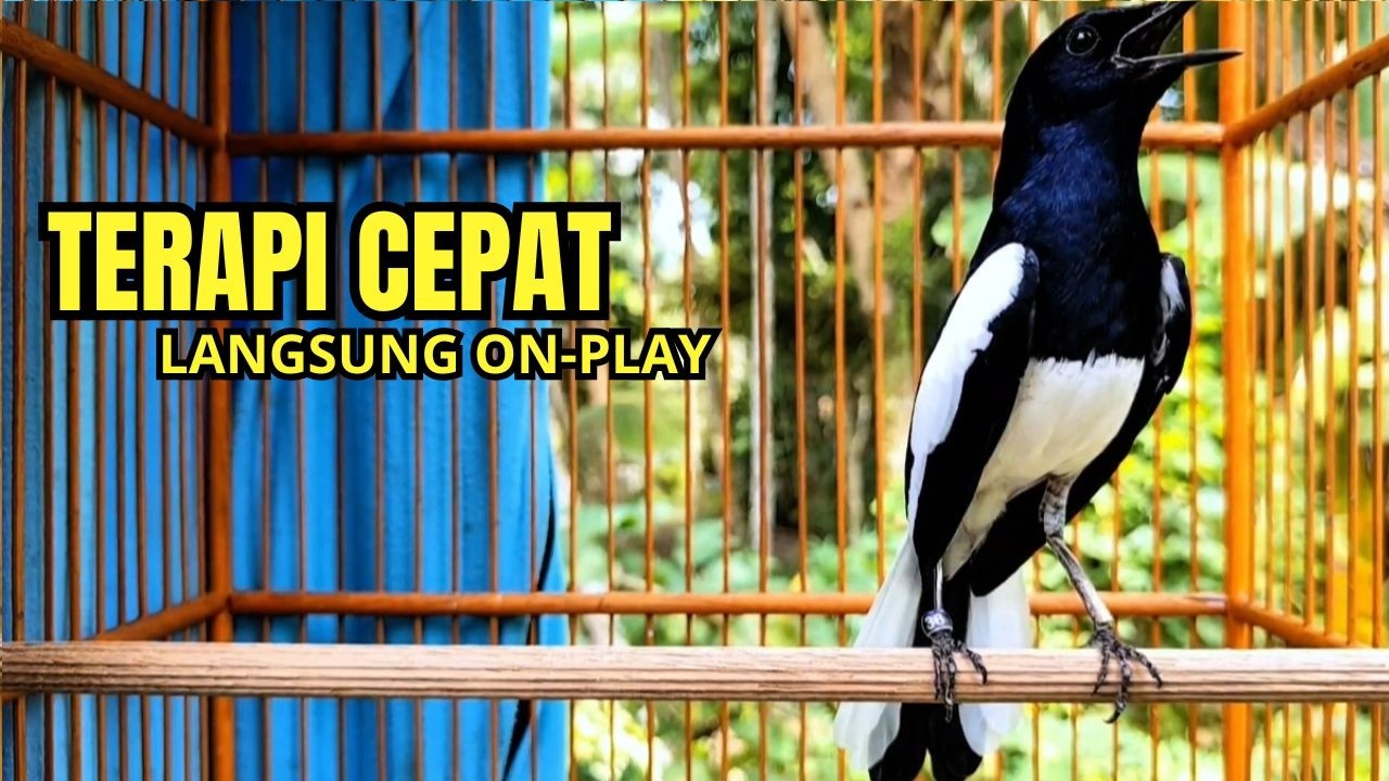 Suara Burung kacer gacor NGEPLONG tarung ini paling ampuh buat PANCINGAN KACER agar EMOSI Nyaut