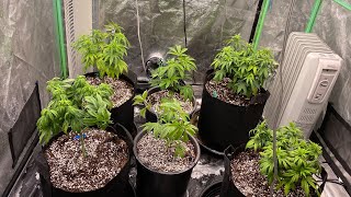 Runtz Muffin, El Chapo OG, Cherry 18 🍒, Ayahuasca Purple, 24k Gold W10V