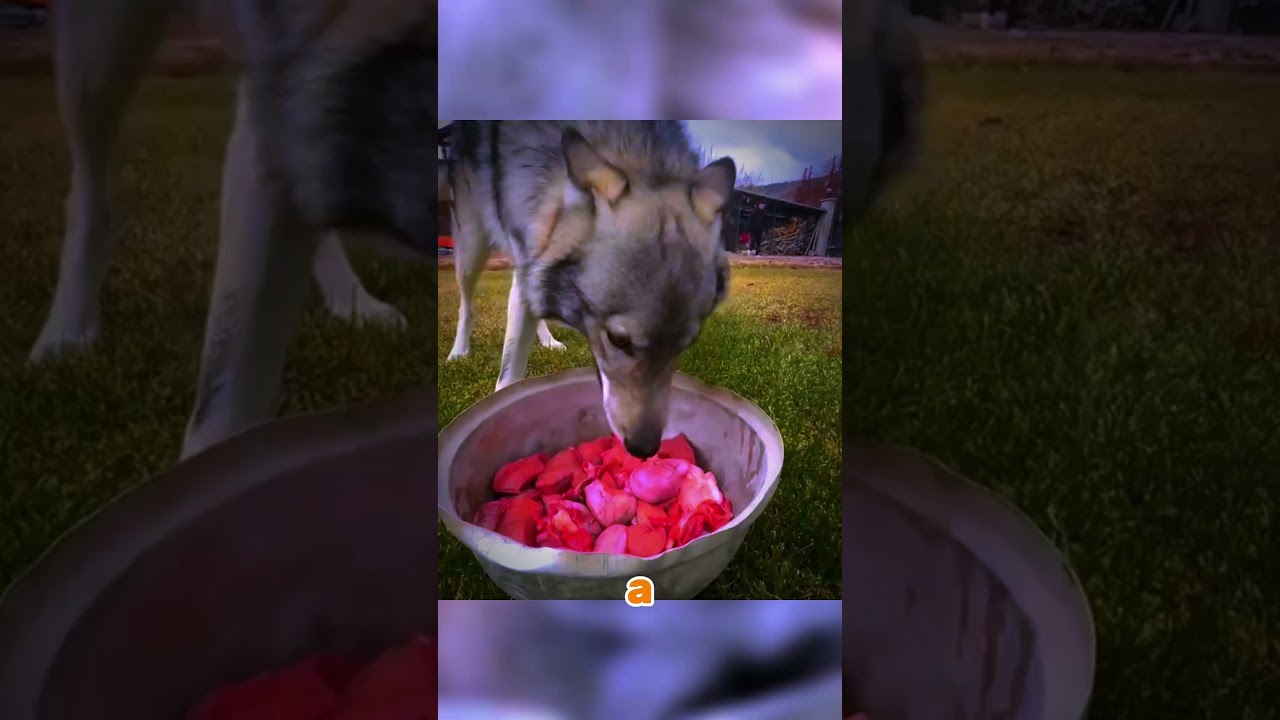 "The Wolf That Ate for Revenge, Not Survival!" 