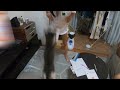 娘に向かってジャンプ！娘に襲い掛かる猫！　暴れ猫/保護猫ハナ♂