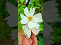 এই সময়ে কসমস ফুল!