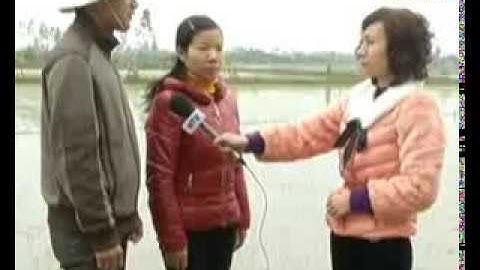 Hướng dẫn phòng trừ cỏ dại và ốc bươu vàng vụ Xuân năm 2014