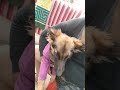 Dog fighting with indian spitz alex 9 month old vs gsd shera 6 month old