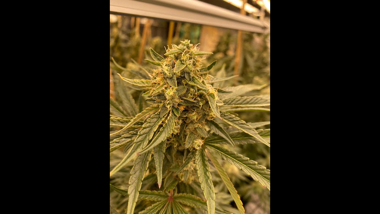 55 days in flowering Stardawg AKA Stardog & Skysaber 720w x4 led grow lights