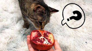 Can Pomegranate Replace My Cat Javelin's Food? | Funny Cat Video by My Cat Javelin 82 views 1 year ago 39 seconds