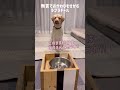 無言でおかわりをせがむラブラドールレトリバー#shorts #labradorretriever #大型犬