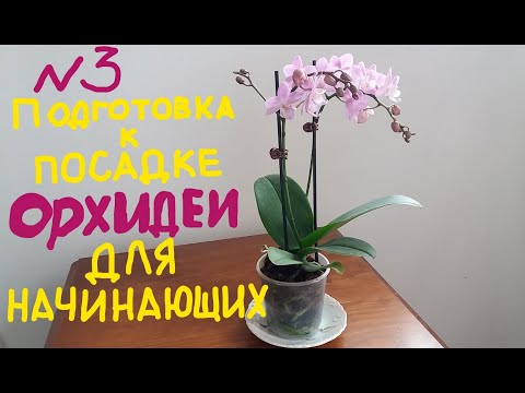 ОРХИДЕИ ДЛЯ НАЧИНАЮЩИХ.