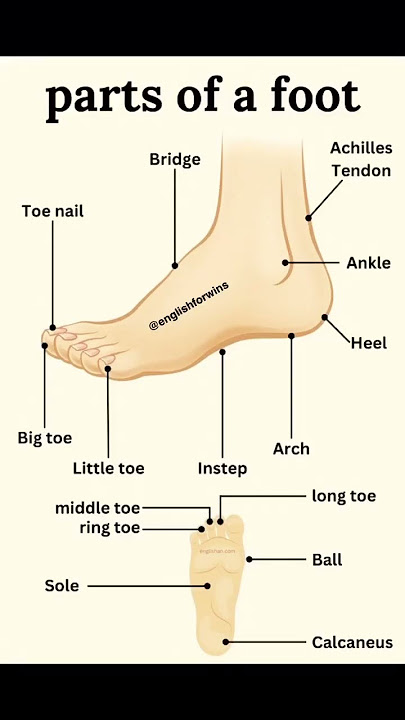 Parts of the feet and legs - Grammar Tips