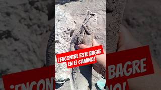 ¡Encontré este bagre en medio del camino! #pesca #fishing #fish