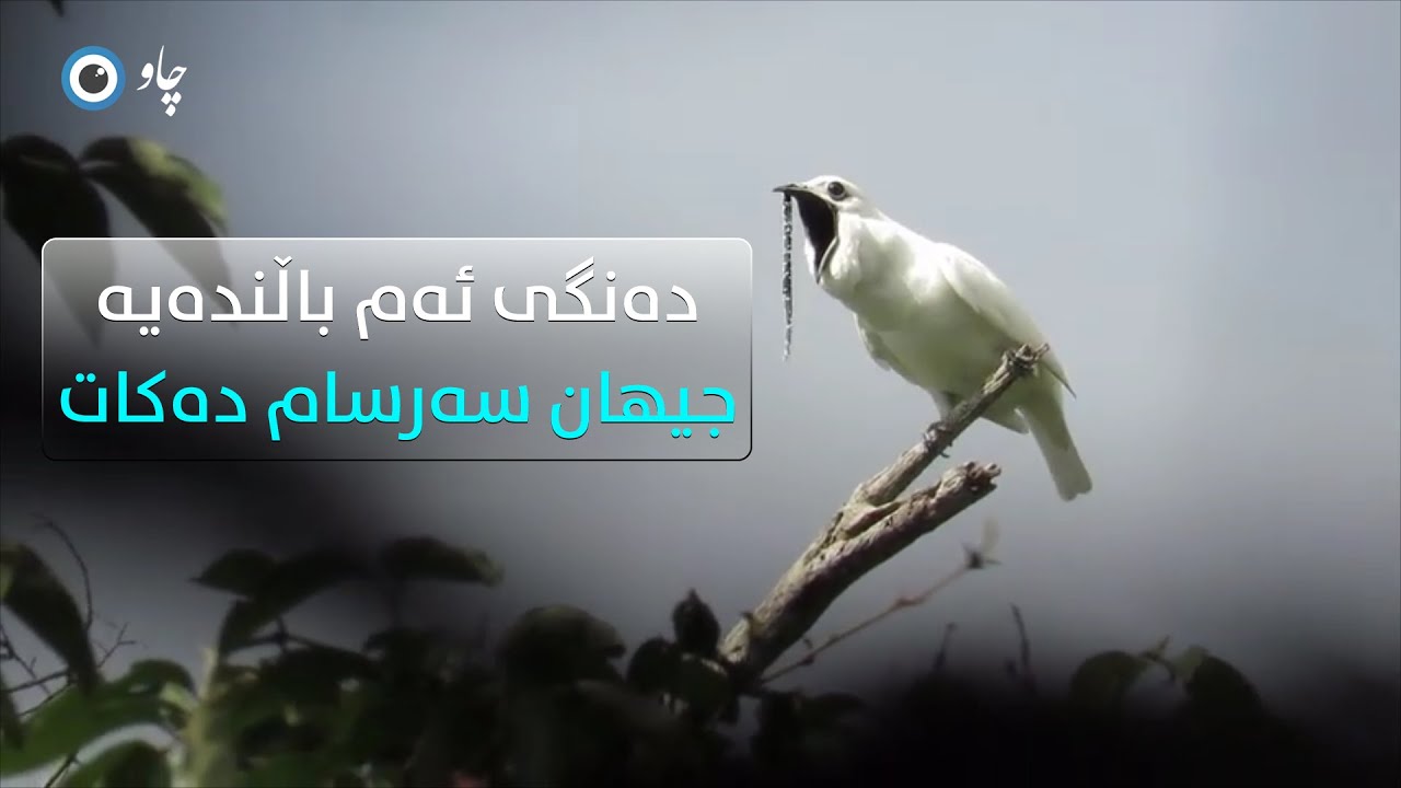 دەنگی ئەم باڵندەیە جیهان سەرسام دەکات