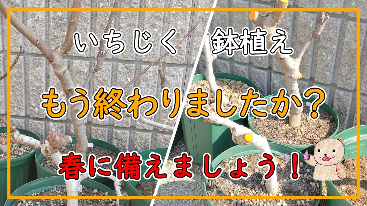 【いちじく】これだけは冬の間に終わらせて！ できれば今月中