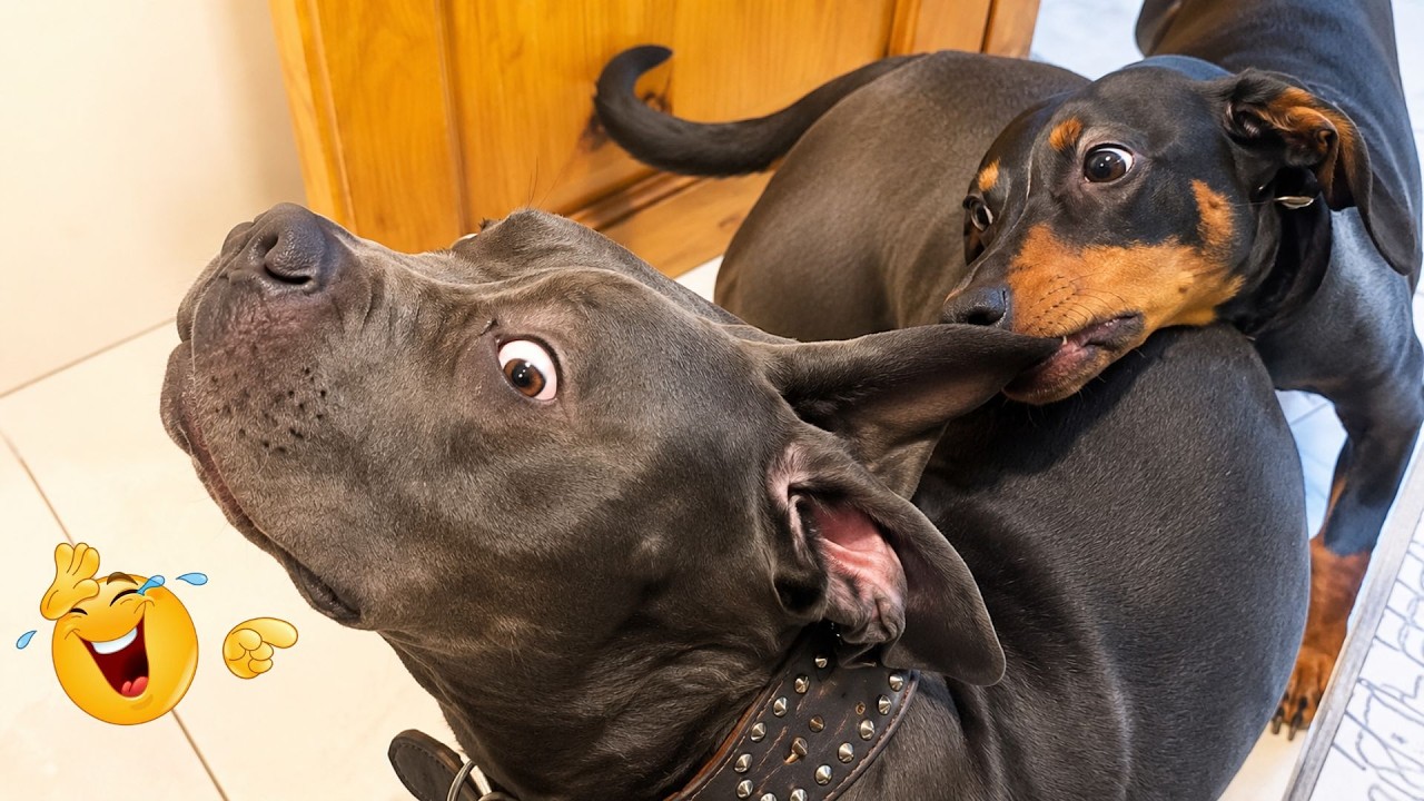 You Can’t Stop Laughing At These Dogs 🤣 FUNNIEST DOGS Video 2026 - YouTube