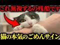 【99%が知らない】実はこれ「謝罪」です。猫が本気で反省している時に見せる意外なサインとNG行動