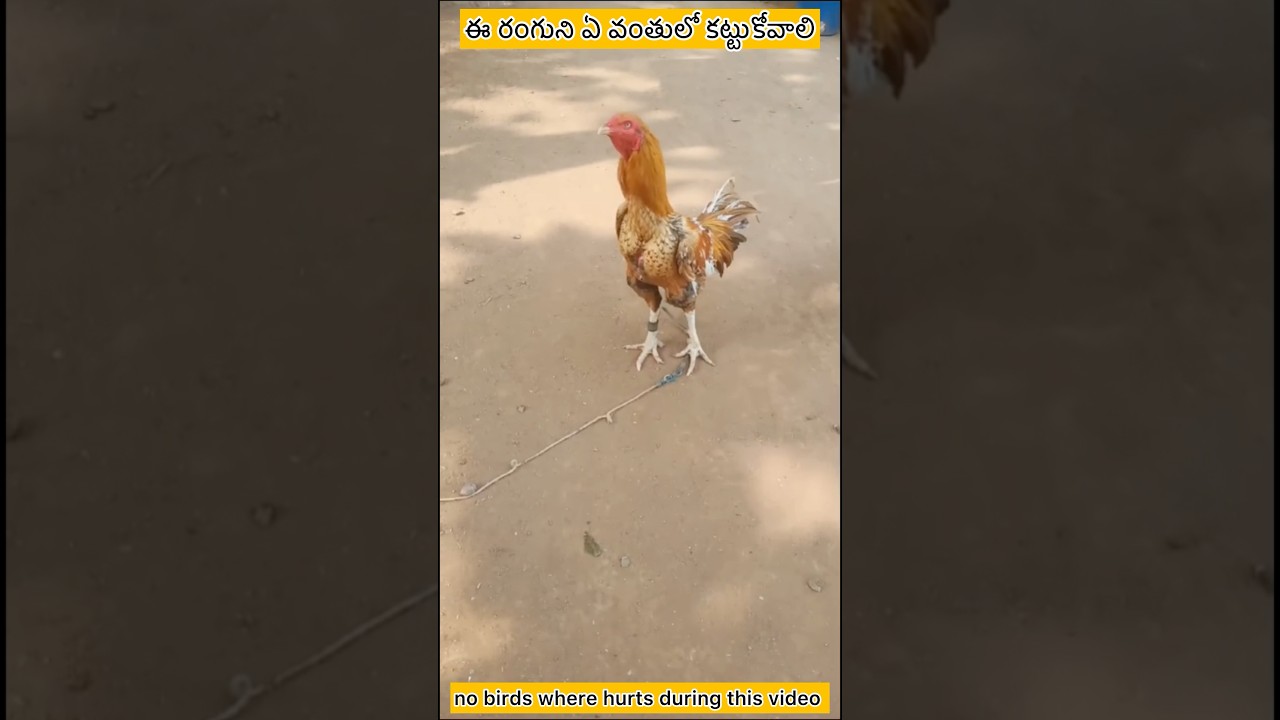 colour identification part-109 