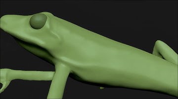 Red eyed Tree Frog Time lapse