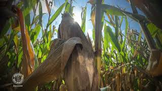 Timely Application Of Residual Herbicides For Pigweed Control With Bill Bridgeforth