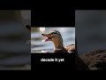 How Ducks Use Loud Quacks to Lead Protect and Survive #BirdFacts #Shorts Now!!!!