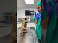 #comedyshorts #funny #petshorts #pets #dogreaction #viral