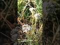 Тисячилистник- растение которое избавить вас от геморроидальных узелков... #тисячилистник #здоровье