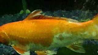 鯉 Карп كارب Karp कपCarp 잉어 Karppi Carpa Kapor Karpiai
