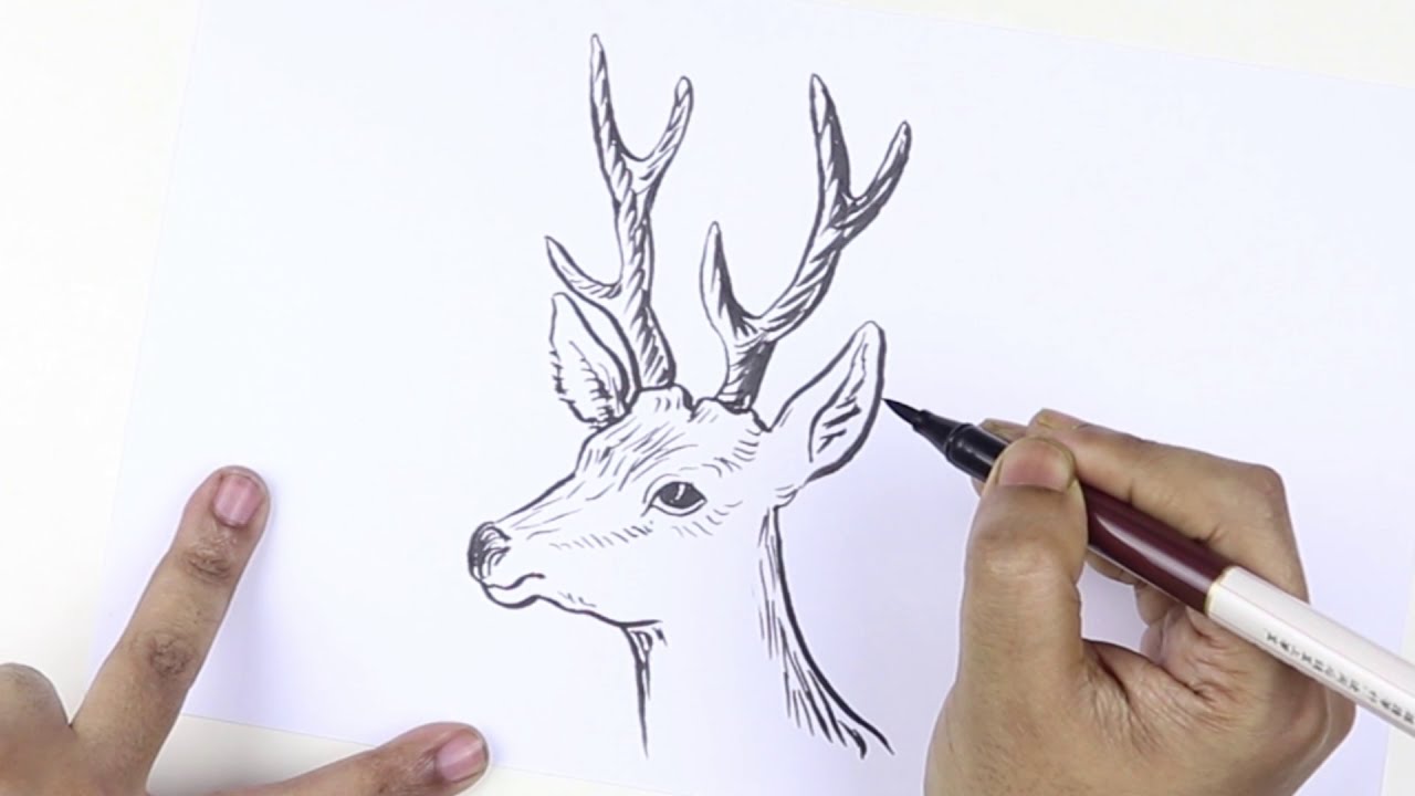 Hipster animal realistic and polygonal deer face Vector Image