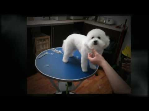 Salon Coafura Canina Skiper Youtube