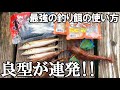 シロギスの垂直釣り！足下に生あさりとサンマ切り身を垂らすだけで高級魚とシロギスが連発！垂直釣法が凄すぎた！高級魚が最強に釣れるエサの使い方