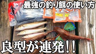 シロギスの垂直釣り！足下に生あさりとサンマ切り身を垂らすだけで高級魚とシロギスが連発！垂直釣法が凄すぎた！高級魚が最強に釣れるエサの使い方