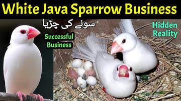 White Java sparrow business plan with feasibility report💲| Java bird Small business plan💵