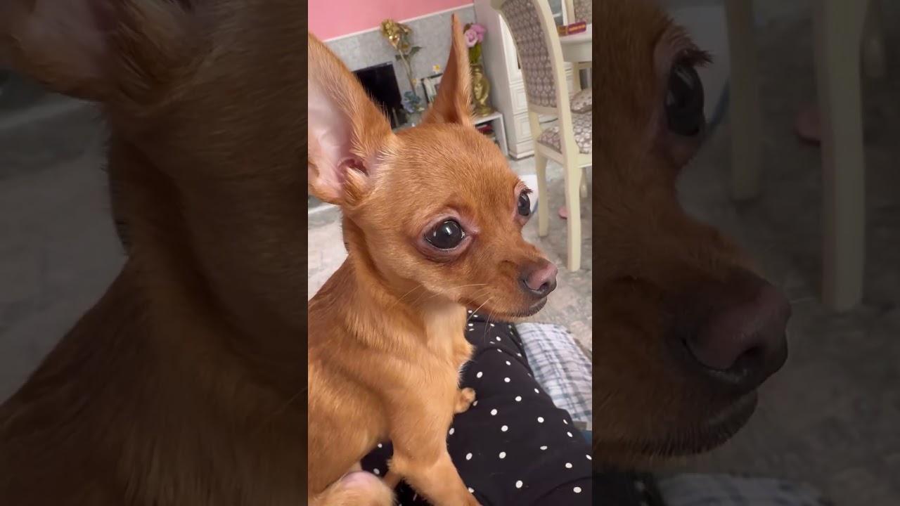 ЗИМА ПРИШЛА НА ЮГ