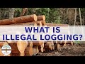 Illegal Logging and Its Impacts