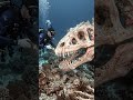 They Found a Giant Sea Monster Skeleton#shorts  #ocean #mystery #deepsea