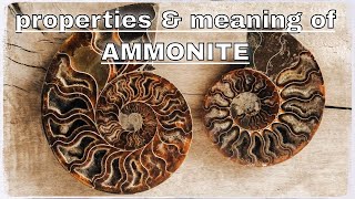 Ammonite Meaning Benefits and Spiritual Properties