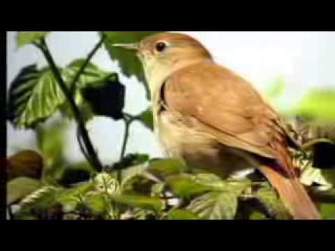 ყურანი ქართულ ენაზე სურა 96