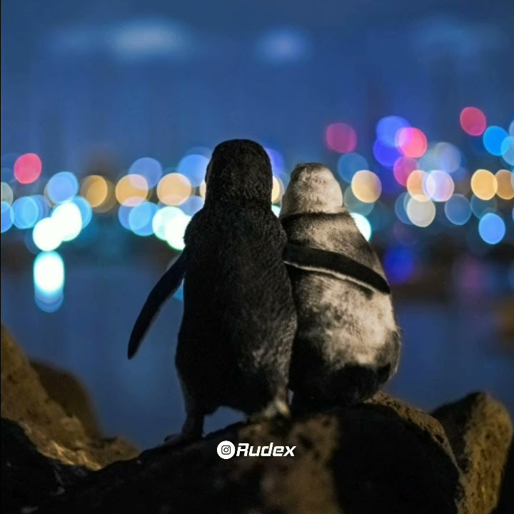 Story wa lirik enak 'rindu aku rindu kamu'