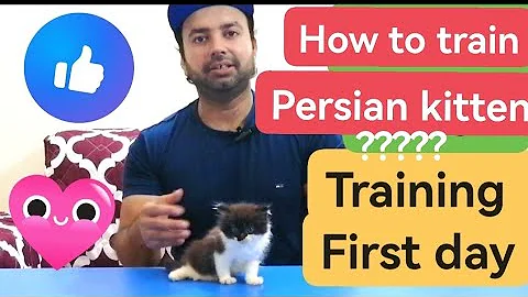 Watch the video about How to train your persian kitten | Litter training | Food training etc |Urdu |Hindi