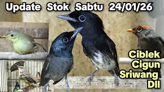 UPDATE STOK SABTU 24/01/26❗❗ CIBLEK, CIGUN, SRIWANG DLL‼️