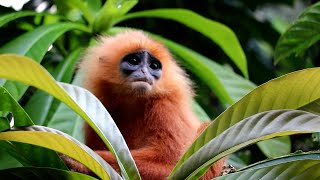 Red Leaf Monkeys in Borneo