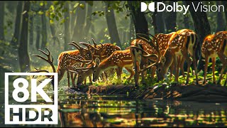Wild of World Animals 8K 🐾Discover great movies with relaxing Piano music, realistic & soulful natu