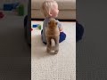 Mame Shiba Puppy Plays "Guess Who?" From Behind! 🐾🤍 #Shorts