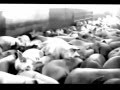 Capture de la vidéo Antro Alimentacion Cadaver