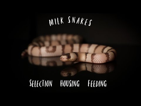 Video: Milksnake Reptile Breed Hypoallergenic, Health And Life Span