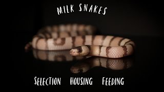 Milk Snake Care and Maintenance