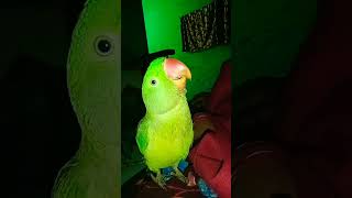 Download Lagu 🦜😄 ting ting tong#😄 MP3 Download Lagu 🦜😄 ting ting tong#😄 MP3