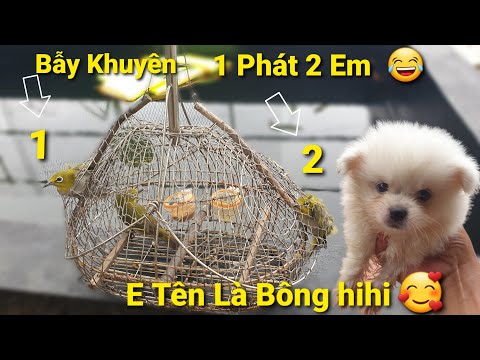 Video Quyết Định Bẫy Chim Khuyên Líu Và Tìm Thức Ăn Cho Chó... - youtube